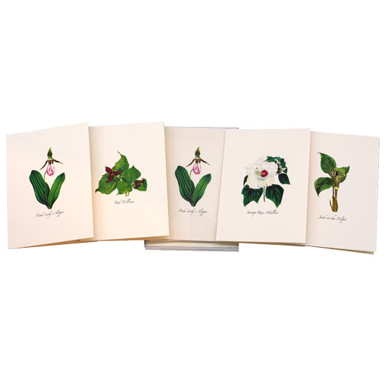 BOXED NOTE CARDS WOODLAND WILDFLOWER ASSORTMENT