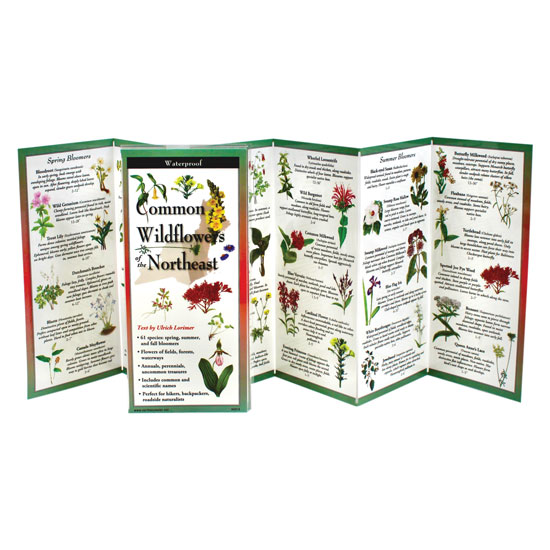 EARTH SKY + WATER COMMON WILDFLOWERS OF THE NORTHEAST FOLDING GUIDE