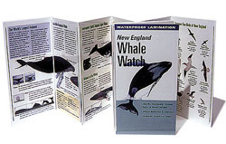 BOOK NEW ENGLAND WHALE IDENTIFICATION