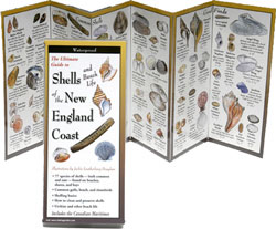 BOOK NEW ENGLAND SHELL IDENTIFICATION