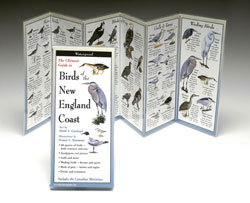 BOOK NEW ENGLAND BIRD IDENTIFICATION
