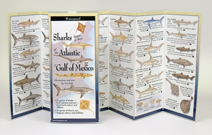 BOOK ATLANTIC GULF MEXICO SHARKS RAYS IDENTIFICATON