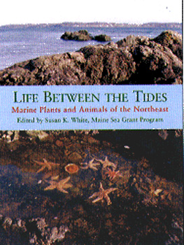 BOOK LIFE BETWEEN THE TIDES